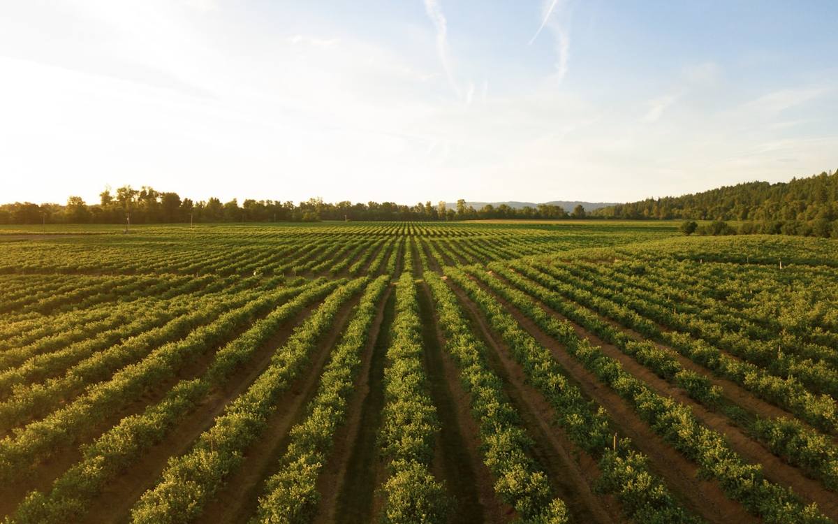 Cultivated fields in neat rows representing agriculture and land use